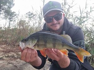 European Perch