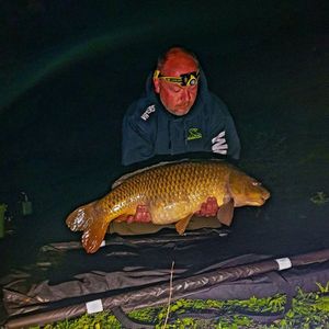 Common Carp
