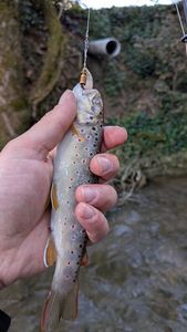 Brown Trout