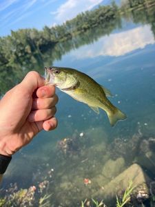 Smallmouth Bass