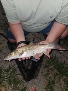 Barbel