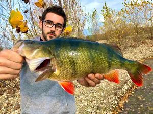European Perch