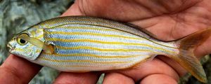 Salema
