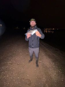 European Bass (Seabass)