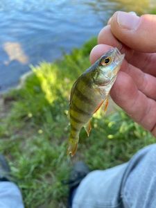 European Perch