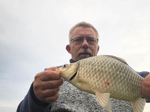 Prussian Carp