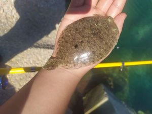Thickback Sole