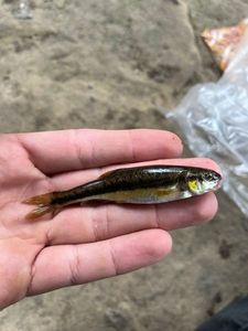 Common Minnow