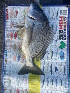 Yellowfin Seabream