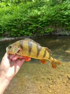 European Perch