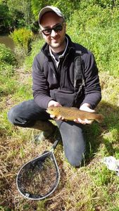 Brown Trout