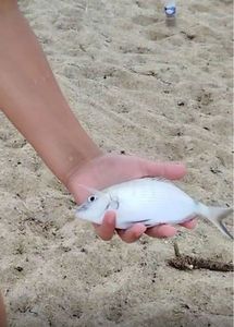Gilthead Seabream