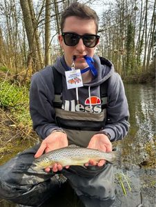 Brown Trout