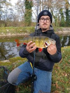 European Perch