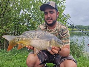 Mirror Carp