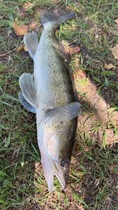 Zander