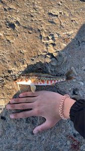 Gold-Saddle Goatfish