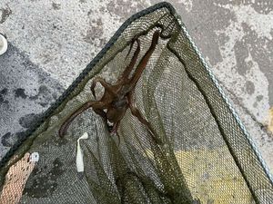 Common Octopus