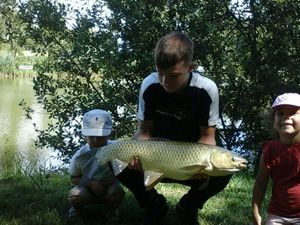 Grass Carp