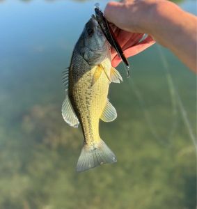 Largemouth Bass