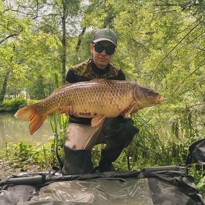 Common Carp