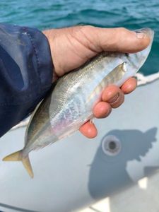 Atlantic Horse Mackerel