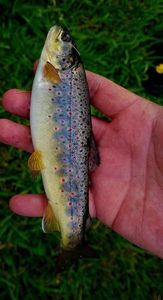 Brown Trout