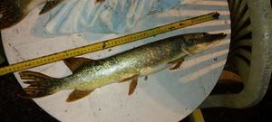 Northern Pike