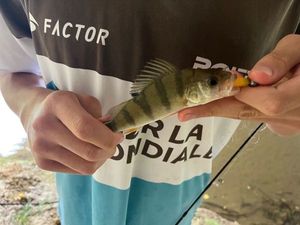 European Perch