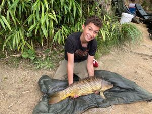 Common Carp