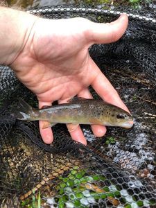 Brown Trout