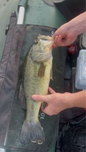 Largemouth Bass