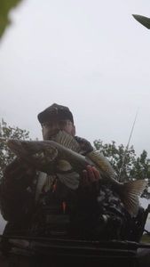 Zander