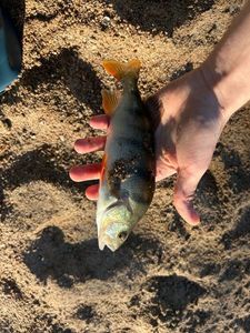 European Perch