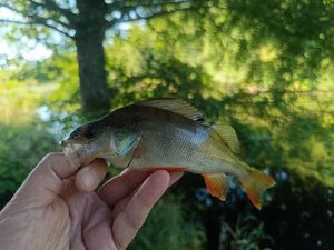 European Perch