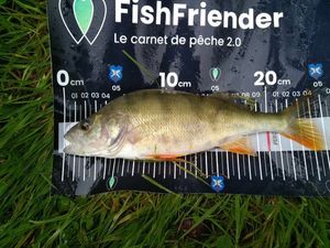 European Perch