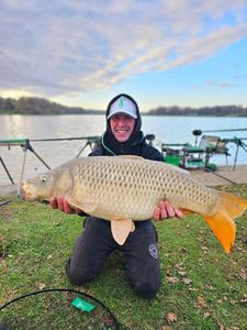 Common Carp
