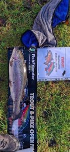Rainbow Trout