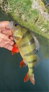 European Perch