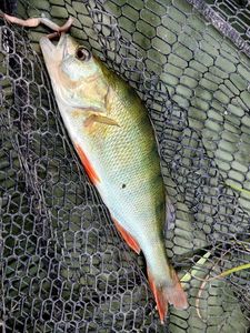 European Perch