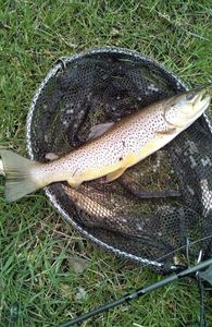 Brown Trout