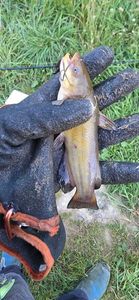 Black Bullhead