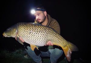 Common Carp