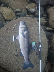 European Bass (Seabass)