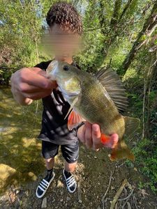 European Perch