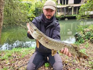 Northern Pike