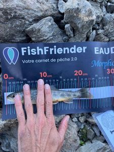 Arctic Char