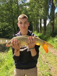 Common Carp