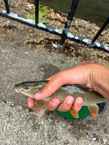 Barbel