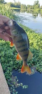 European Perch